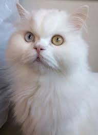 Ruth Ann Williams Adli Kullanicinin Cats And Kittens Panosundaki Pin Kedi Kedicik