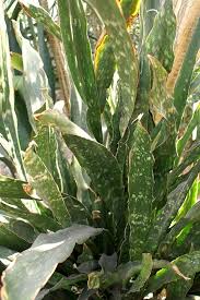 Image result for Sansevieria kirkii
