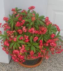 Image result for Euphorbia lissosperma