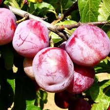Image result for prunus domestica renkloda althana