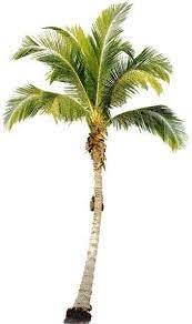 Pin By Lavender On Interer Tree Photoshop Palm Tree Png Coconut Tree Drawing