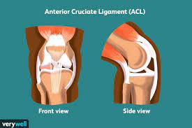 Acl surgery is an elective procedure. Rehabilitate Your Acl With These Exercises