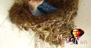 Tahun 2006 sahaja nilai sarang burung layang2 didagangkan di seluruh dunia berjumlah tidak kurang dari 13 bilion ringgit. Burung Layang Layang Atau Pacific Swallow Hirundo Tahitica Bersarang Di Kanopi Rumah Saya