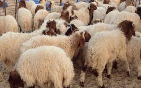 D'après le coran, abraham a été testé dans sa foi par allah qui lui a ordonné d'égorger son fils. Aid Al Adha L Union Tunisienne De L Agriculture Fixe Le Prix De Vente Des Moutons Tunisie