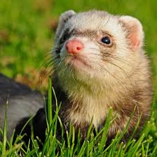 Especially if he or she is lonely, interaction is necessary. Ferrets Companion Animals News Facts By World Animal Foundation