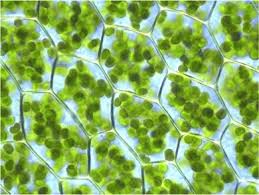 Maybe you would like to learn more about one of these? Chloroplast Structure Function Expii
