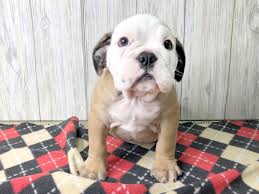 Characteristics of the victorian bulldog victorian bulldogs are not a common dog and it may be difficult to find one. Victorian Bulldog Dog Male Red White 2504404 Petland Hilliard Oh