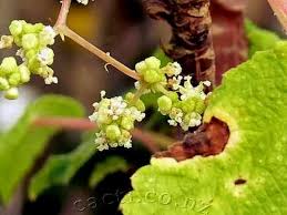 Image result for Obetia