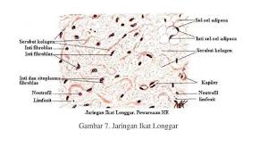 Jaringan Ikat Jenis Materi Fungsi Dan Komponennya