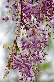 wisteria blossoms 紫藤花开 blossom wisteria flowers