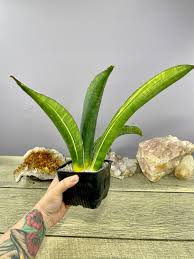Image result for Sansevieria sinus-simiorum