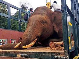 Here is an electric fence perimeter protection circuit designed to run on batteries and provide configurable pulses of up to 20kv, to protect a tent perimeter against bears or other animals. Illegal Electric Fences Turn Jumbo Killers In Kerala Kozhikode News Times Of India