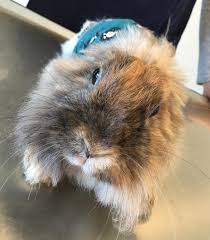 Ab wann sind zwergkaninchen männchen geschlechtsreif? Kastration Kaninchen Auch Bei Der Hasin Kleintierpraxis Dr Fenske
