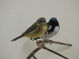 Check out amazing warblers artwork on deviantart. Getting To The Bottom Of Male Black Throated Blue Warblers Migratory Behavior American Ornithological Society