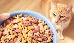 We did not find results for: Pilihan Terbaik Daftar Harga Makanan Kucing Terlengkap 2021