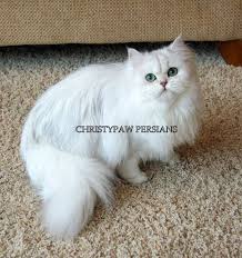 17/ a, ganesh niwas, sakinaka pipe line, near state bank of india. Persian Kittens For Sale Christypaw Persians