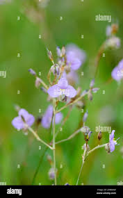 Image result for Murdannia simplex