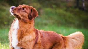 Die hundekekse sind auch ein schönes geschenk! Hundeleckerlis Selbermachen Backmatte Dog Treats Youtube