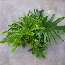 Image result for Thesium subaphyllum