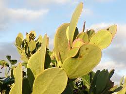 Image result for Osyris compressa