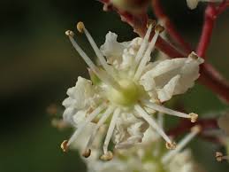 Image result for Lawsonia inermis