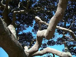 Image result for Mimusops