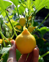 Organic squash bug control methods. 7 Ways To Get Rid Of Squash Bugs Naturally The Seasonal Homestead