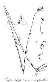 Image result for Linderniella wilmsii