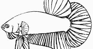 Hehehe tenang saja anda datang di halaman yang. 11 Gambar Kartun Ikan Cupang Kumpulan Gambar Kartun