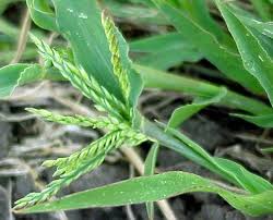 Image result for Sporobolus panicoides