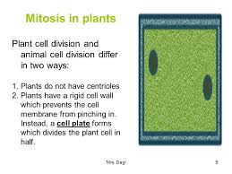 Although both animal and plant kingdom falls under the. Asexual Reproduction Cell Division Consists Of Two Processes Ppt Video Online Download