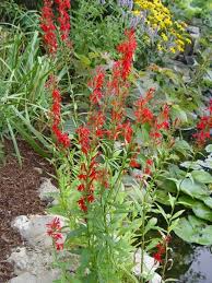 Check the respective pokédex pages for details. Red Cardinal Flowers For Sale Guaranteed 1 Yr Fast Ship