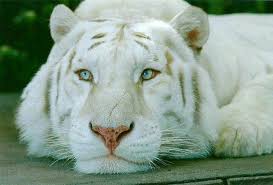 Beautiful Snow Lion Animals Albino Animals Wild Cats