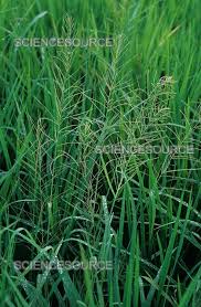 Image result for Leptochloa