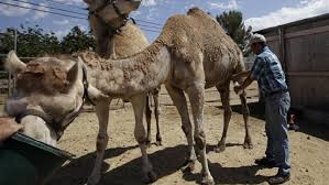 Some of them said it was really good, and some of them didn't like it. Get Your Camel Meat Kvii