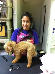 At tanya's mobile grooming houston we know that most of the big dogs don't like to be groomed. Dog Grooming Classes Houston Texas 713 896 8539 Dog Grooming Pet Grooming Grooming