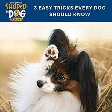 I'm such a dog geek. 3 Easy Tricks Every Dog Should Know Shaped By Dog With Susan Garrett Podcasts On Audible Audible Com