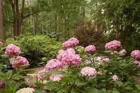 The Miyazaki Japanese Garden At Red Wing Park We Used To Go Here For School Field Trips To Eat Our Lunch Beach Rocks Virginia Beach Va Amazing Gardens