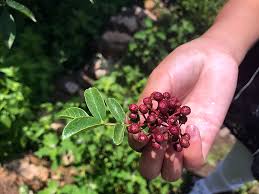 Sourcing Hua Jiao Sichuan Peppercorn The Mala Project Cooking Sichuan In America