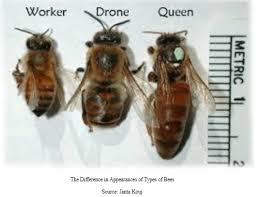 Image result for Queen bee