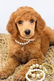 Oregon inlet campground in cape hatteras national seashore, nags head north carolina. Poodles With Purpose Oregon Bordoodles