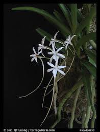 Image result for Rangaeris