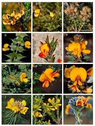 Image result for Indigastrum parviflorum