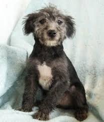 I'm so grateful to find premier pups the staff at premier pups are extremely helpful and truly care about the puppies. Yorkiepoo Nj Pets Lovers