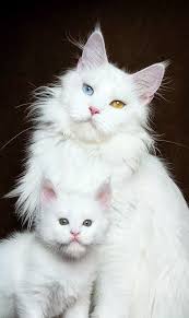 Maine coon in cats & kittens for rehoming in ontario. Pin On Maine Coon Cats