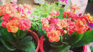 Many newbies to the kalanchoe mistake this dormancy period for the plant dying, and they throw it away. Kalanchoe à¤• à¤®à¤°à¤¨ à¤¸ à¤¬à¤š à¤ Save Ur Kalanchoe From Dying Early Morning Flowers In Garden Youtube