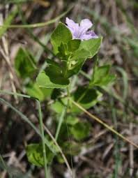 Image result for Ruellia cordata