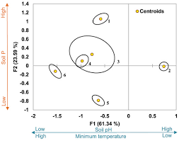 Image result for Dichilus bainesii