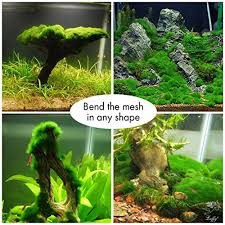 Luffy Betta Balls Live Marimo Plants Natural Toys For Betta Fish Aquarium Safe 0 2 Fish Plants Betta Fish Betta
