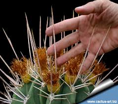 I wanted to pet the setter, speak at that moment the owner of the dog came out the back door of the house. Ferocactus Rectispinus